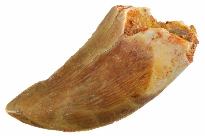 Serrated Raptor Tooth - Real Dinosaur Tooth #355565